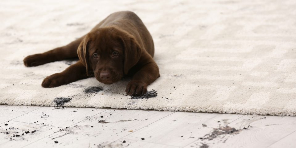 Schmutziger Teppich mit Hund
